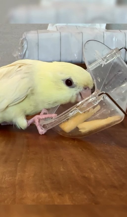 出所：@daiinkoteikoku_soraoto