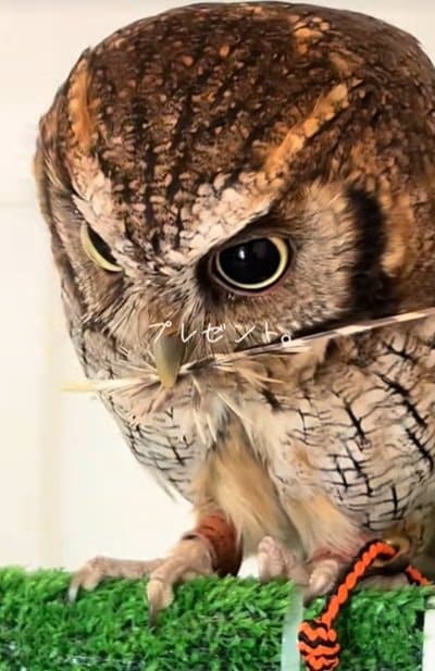 【これどうぞ】フクロウからの素敵なプレゼント　思わずほっこりする人続出