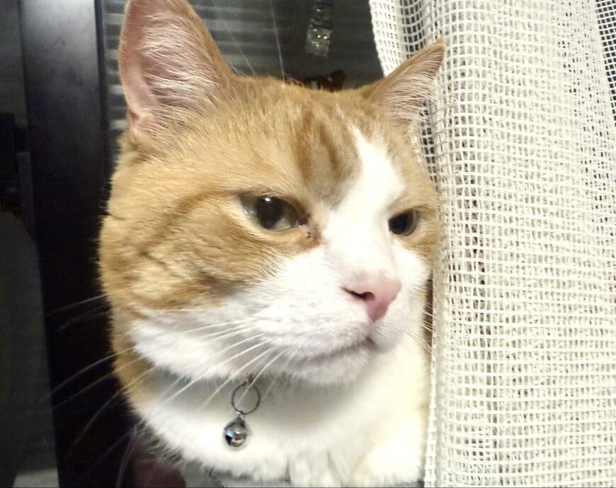 出所：@Beercat_Ana_Dar