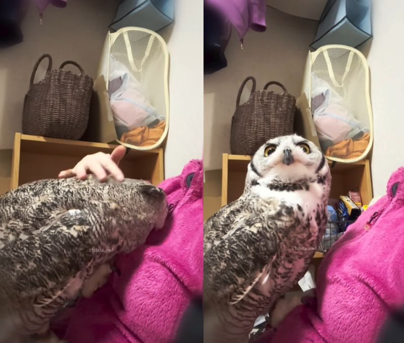 出所：@chibita_owl