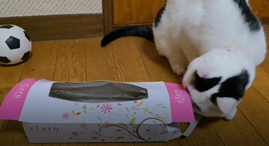 出所：@sironezumi77