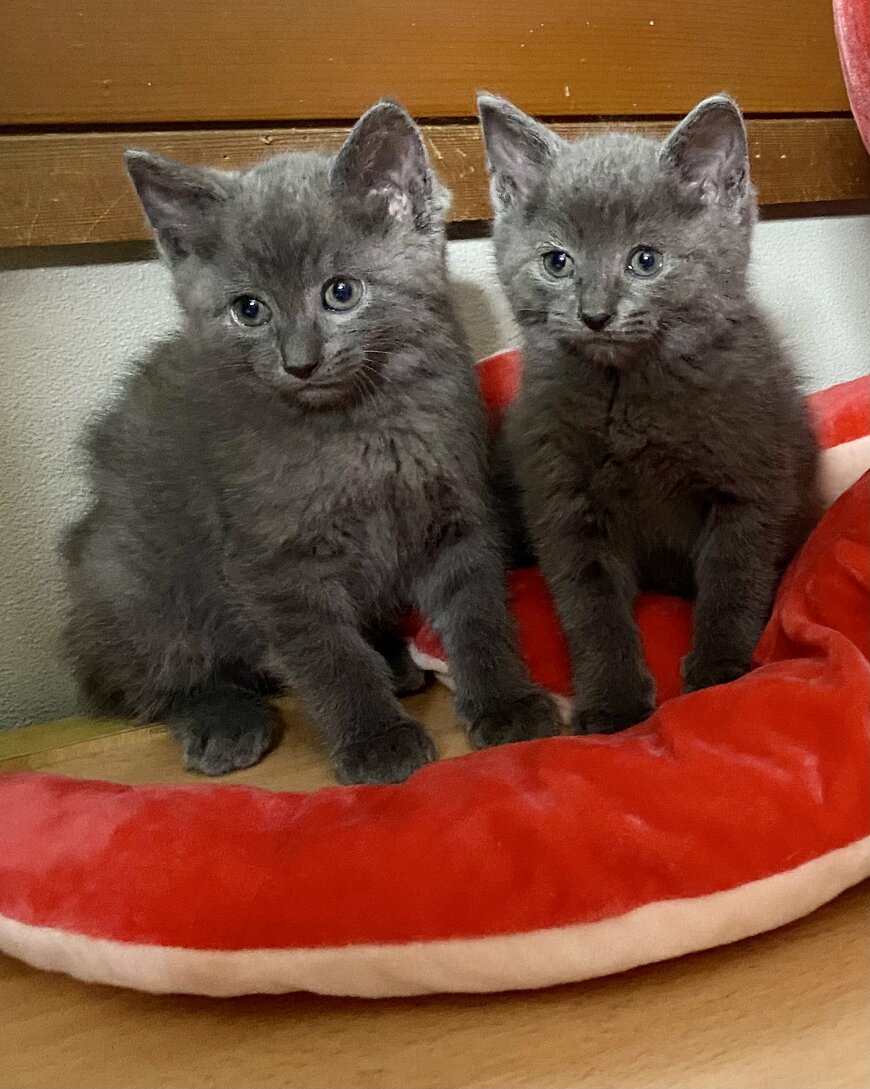 出所：@luna7taka9