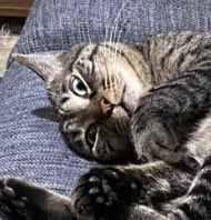 出所：@00shitemita