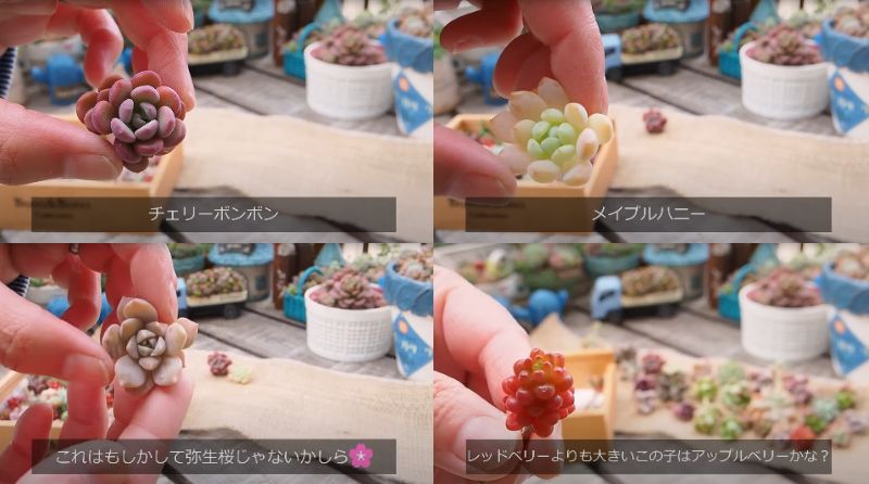 出所：@oliveandsucculentgarden