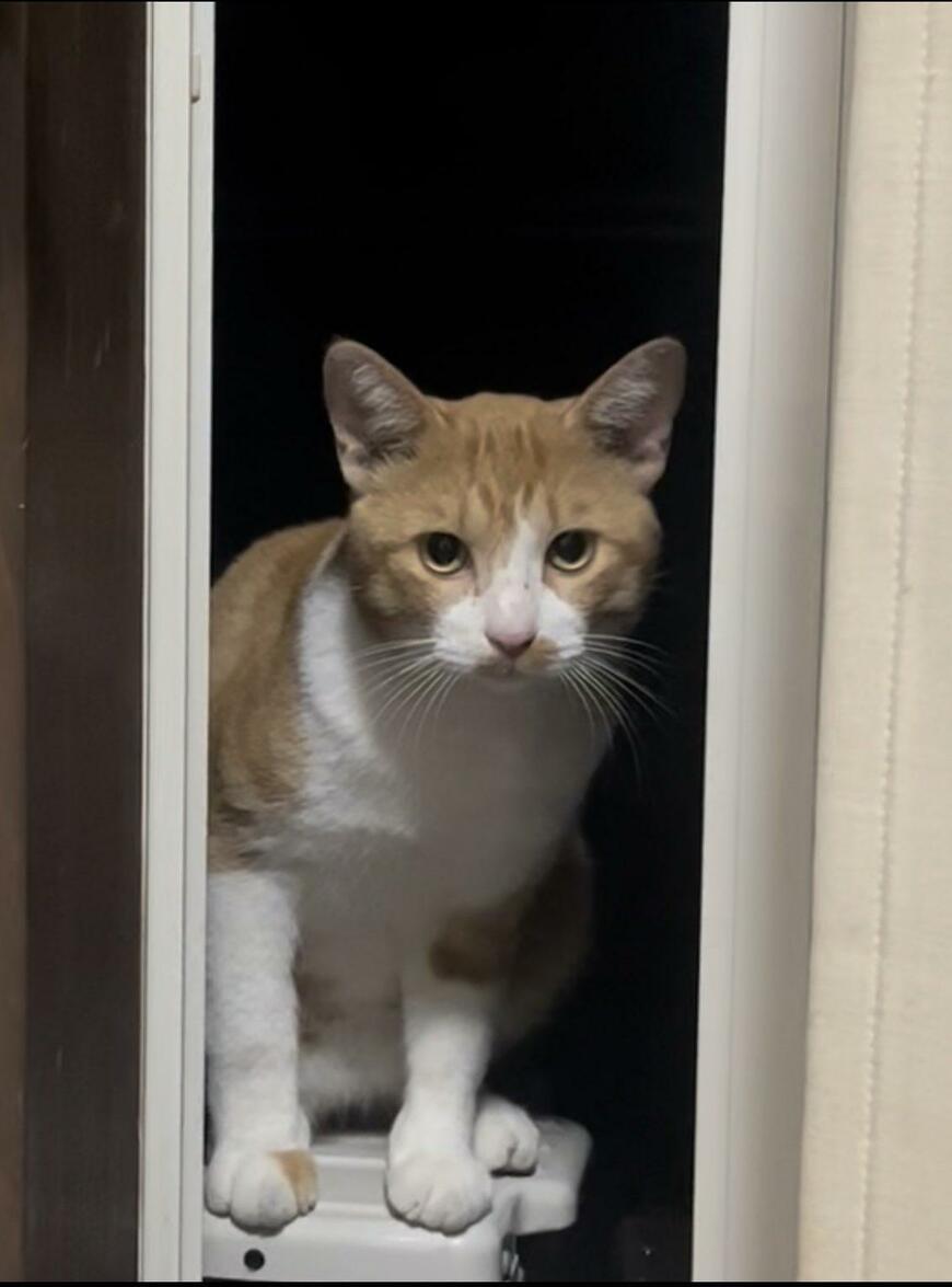 出所：@Neko2Obasan