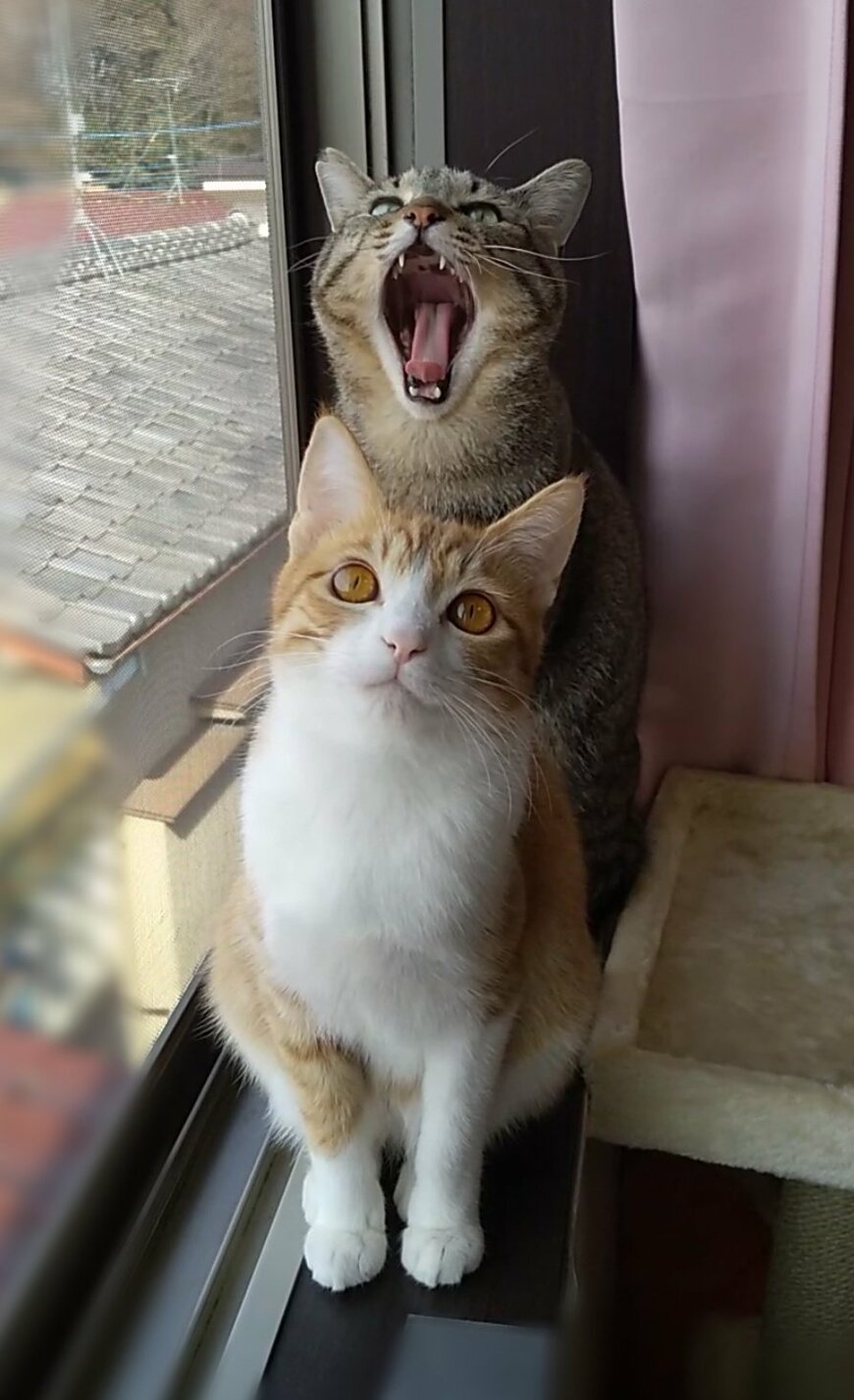 出所：@mero627puri914