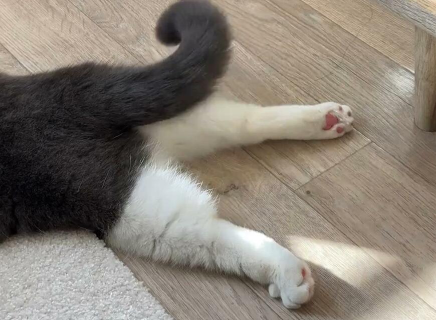 出所：@omochiomoching