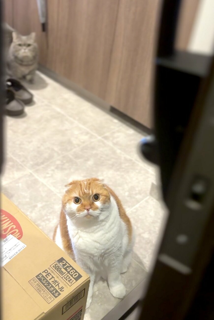 出所：@himaritomugi