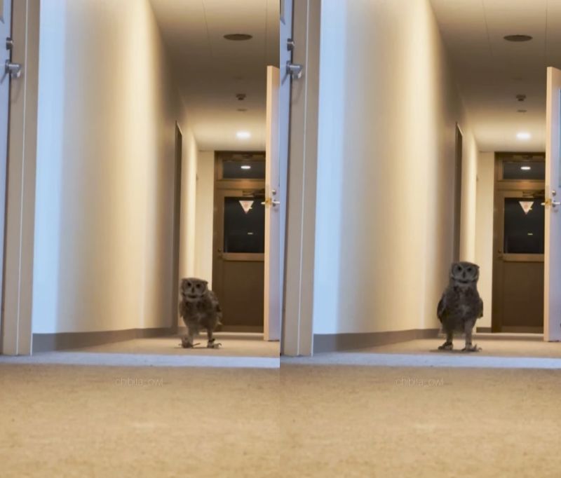 出所：@chibita_owl