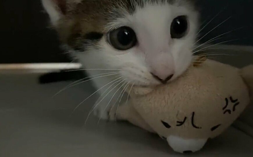 出所：@Saeroyi_cat