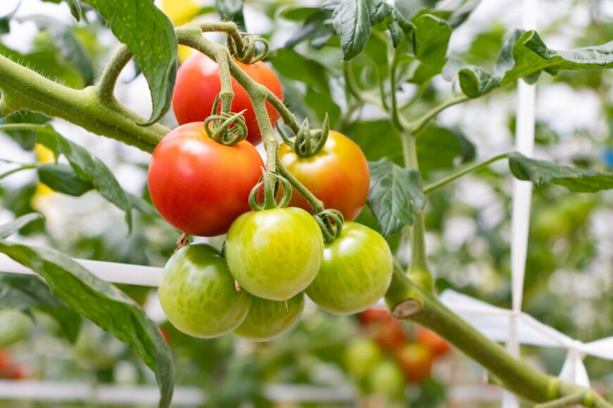 Princess_Anmitsu/shutterstock.com