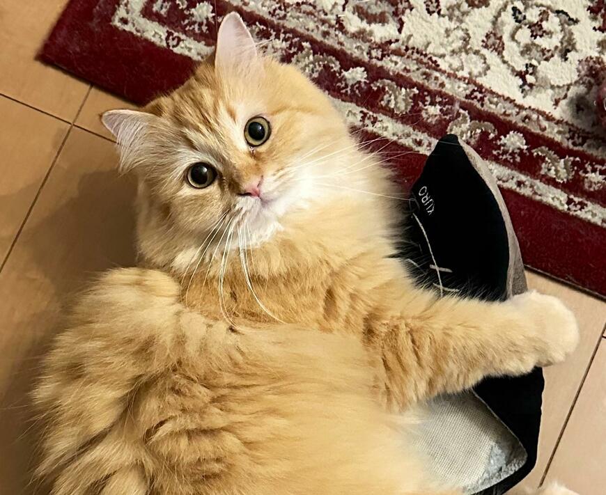 出所：@NEKOLAND13