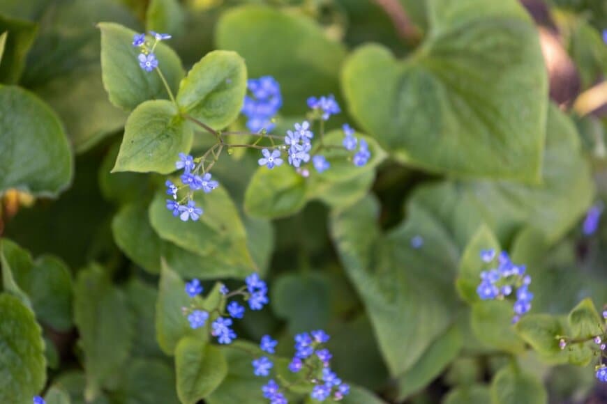 一度植えたら毎年おしゃれ！日陰でも育てやすい「手間いらずな多年草」3選《シェードガーデンの主役候補たち》