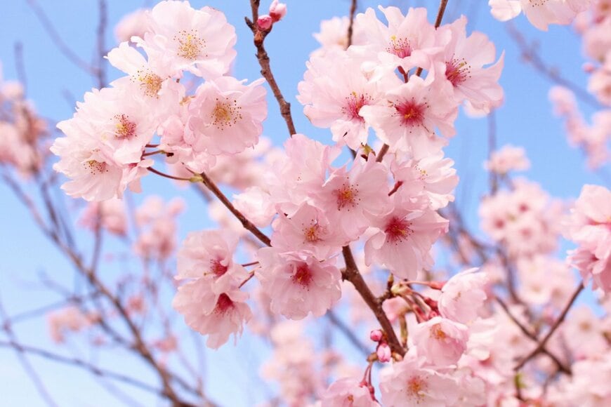 厚生年金と国民年金、受給額の平均は？月額分布をチェック。現役時代の働き方でここまで変わる「65歳以降の年金額」5パターン