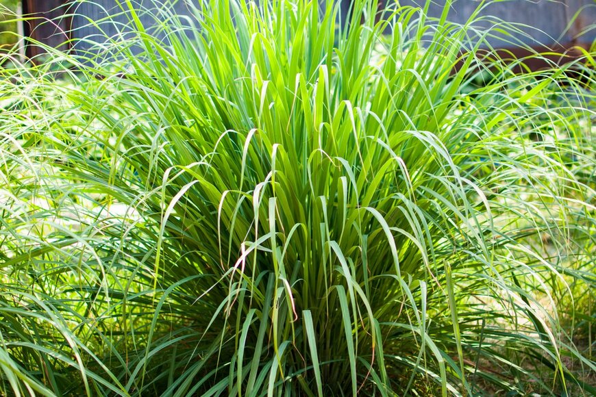 Nannie_iiuu/shutterstock.com