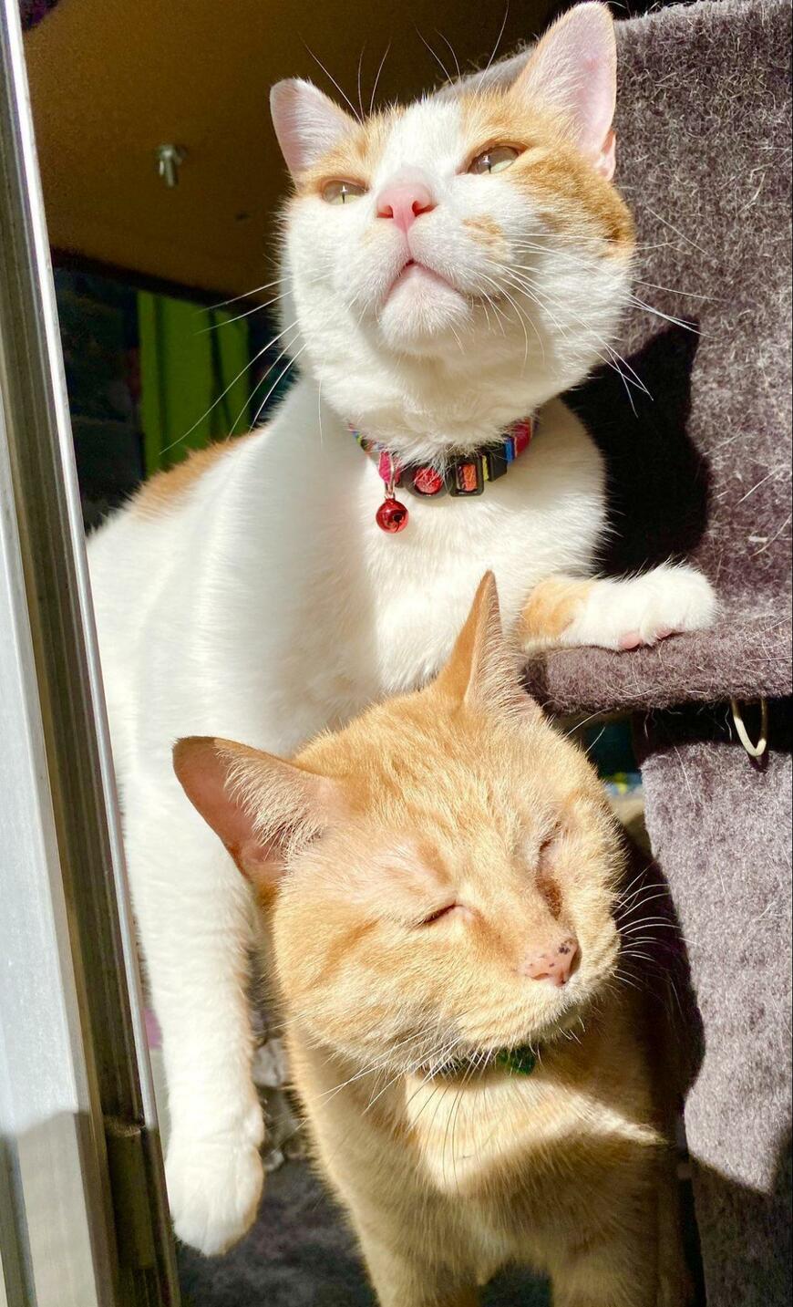 出所：@luna7taka9 