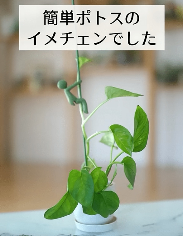 出所：@kurumidorichannel