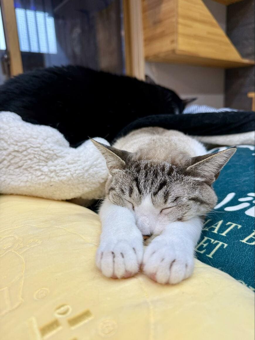 出所：@omochi_nam01