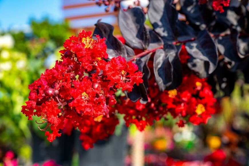 赤いサルスベリの花