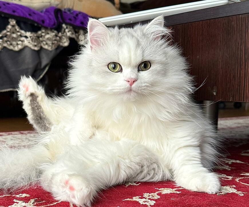 出所：@NEKOLAND13