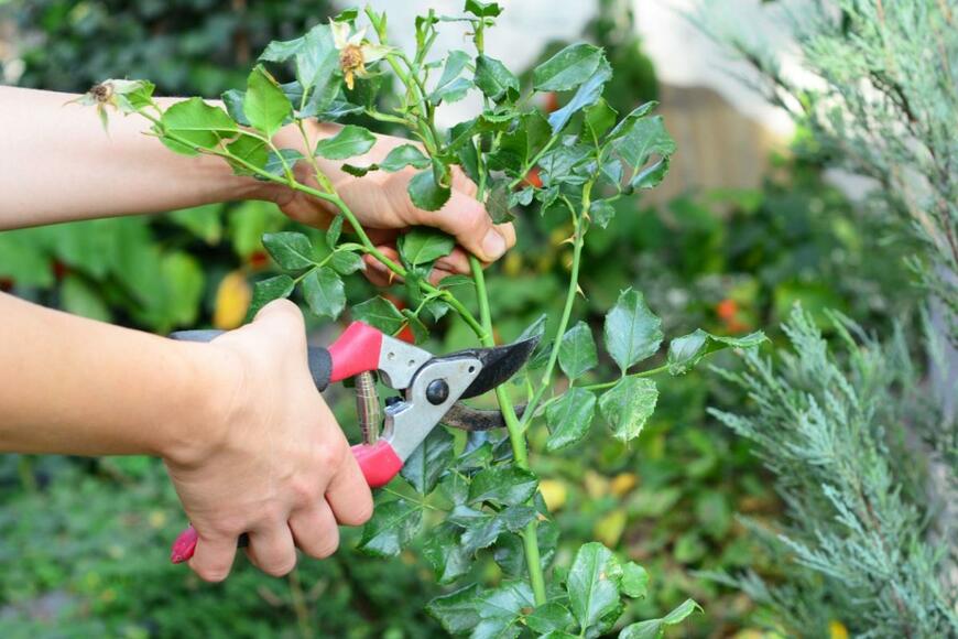 Radovan1/shutterstock.com