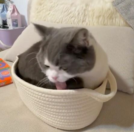 出所：@omochiomoching