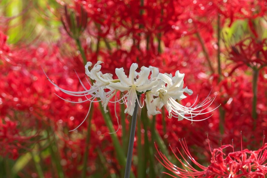 【ガーデニング】夏植え球根の上手な育て方。秋の庭や花壇が華やぐオススメ品種7選も紹介！