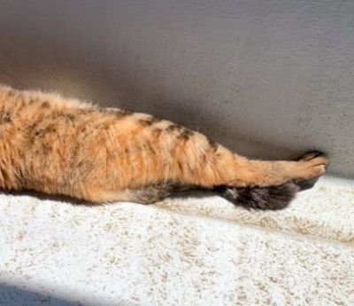 出所:@Adonis_Beginner