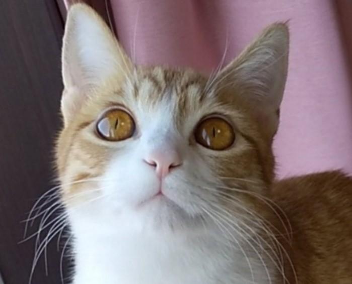 出所：@mero627puri914