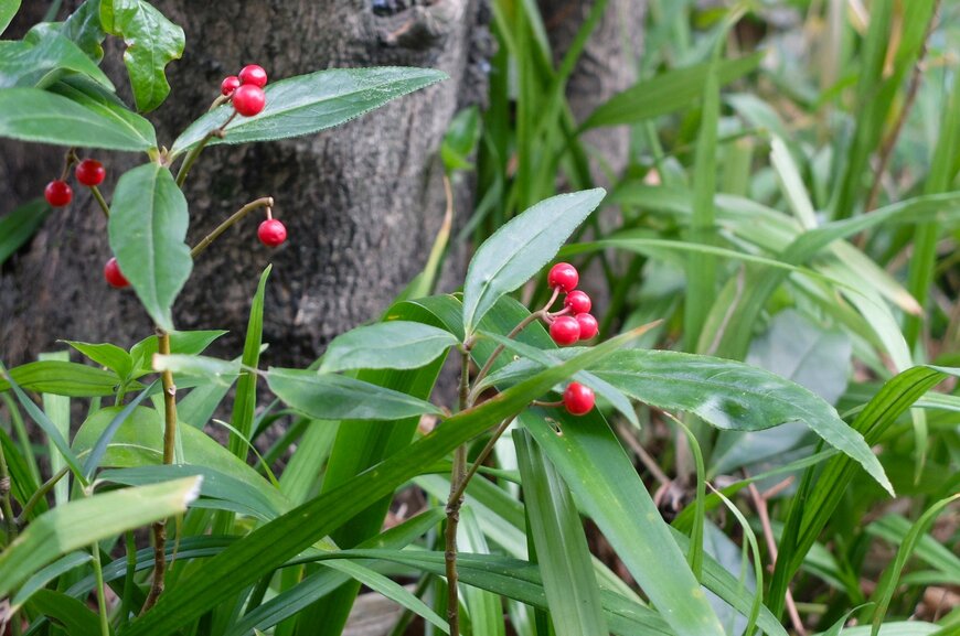 LIMOガーデニング部撮影