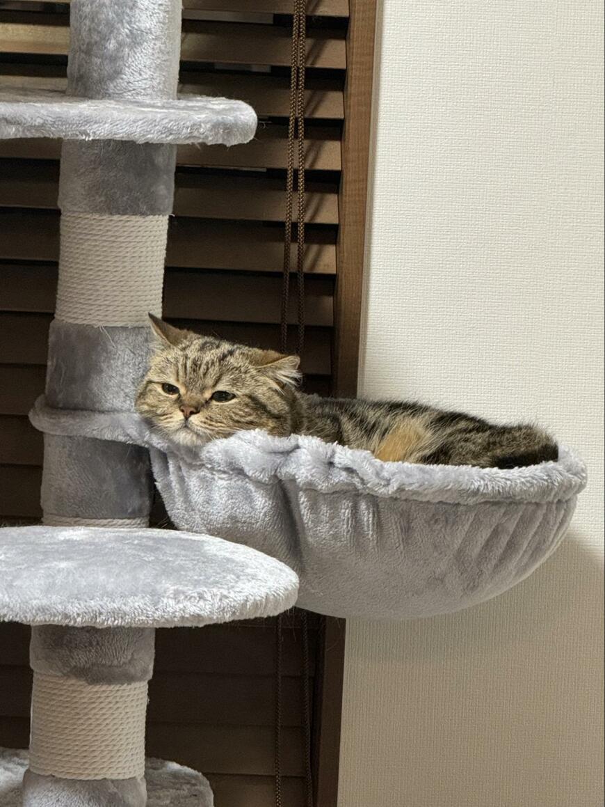 出所：@chopachabi81