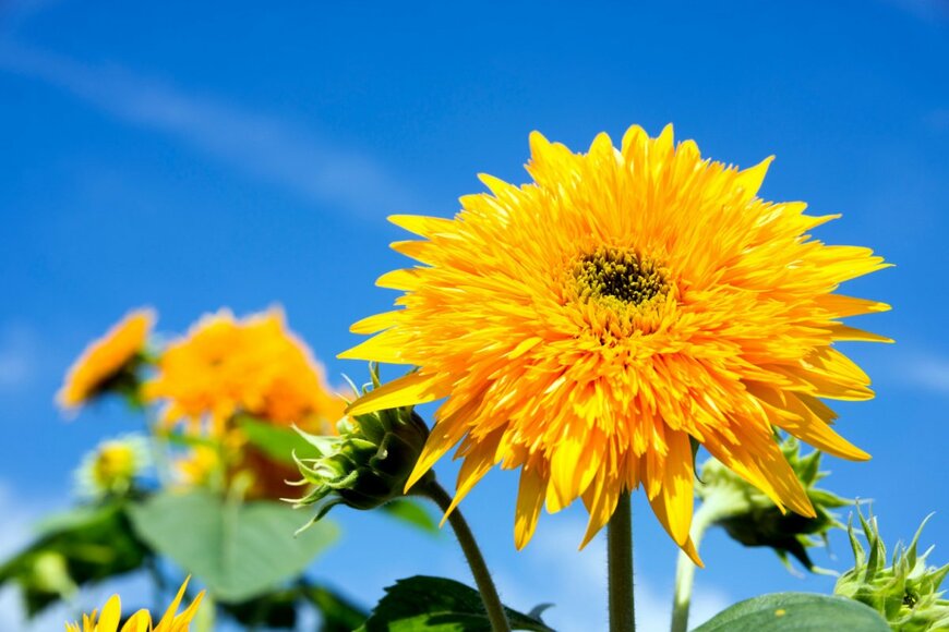 Varts/shutterstock.com