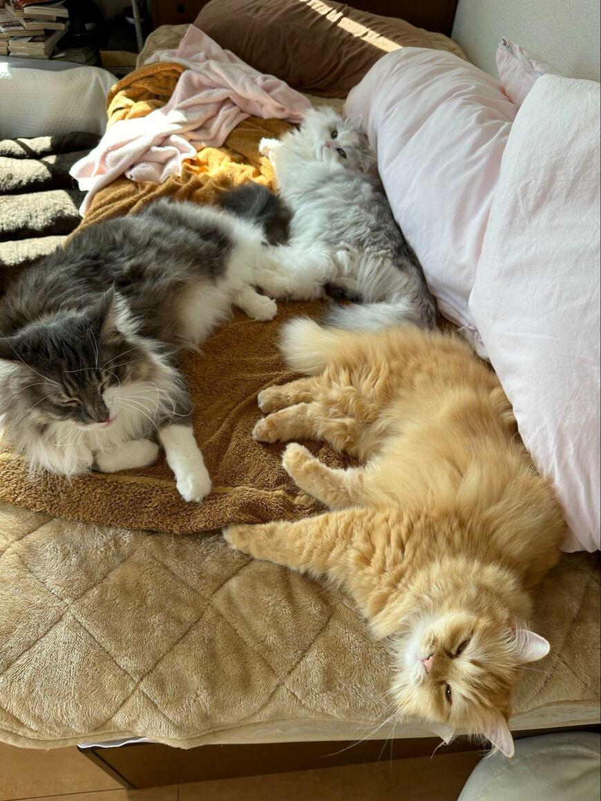 出所：@NEKOLAND13