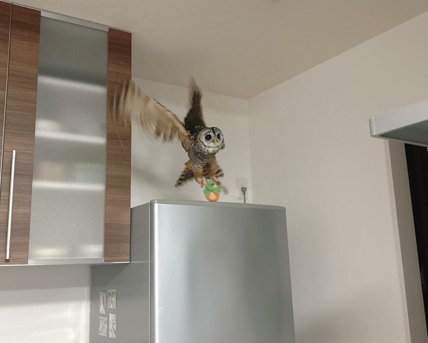 出所：@kanata_akas