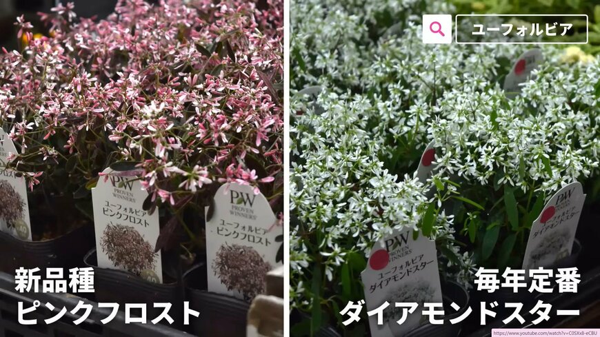 出所：@petit_fleur