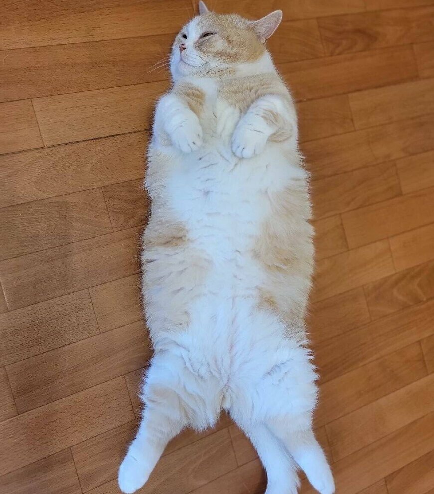 出所：@nekotansoku