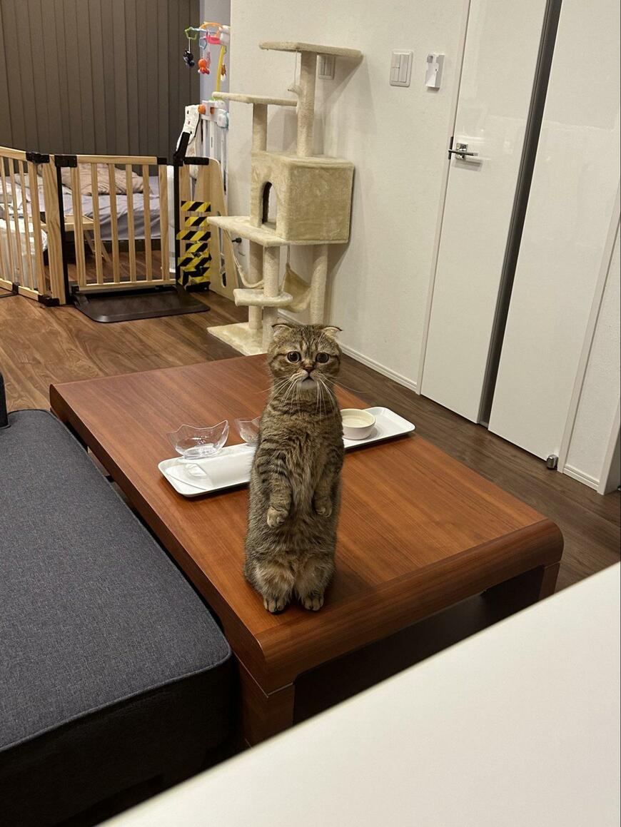 出所：@ponpokopontanu