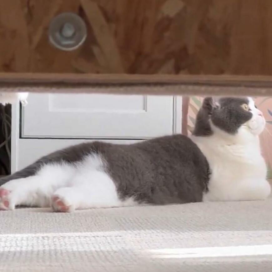 朝ヨガをしていた飼い主　家具の下から隙間を覗くと……　猫のかわいい姿に笑ってしまう