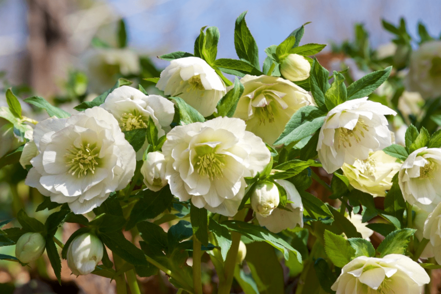 【ガーデニング】冬の庭に似合う「ホワイト＆アイボリーの花」最強8選