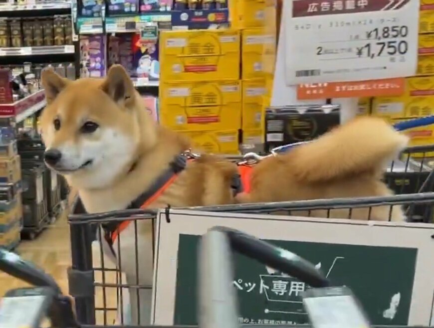 おやつが食べたい柴犬