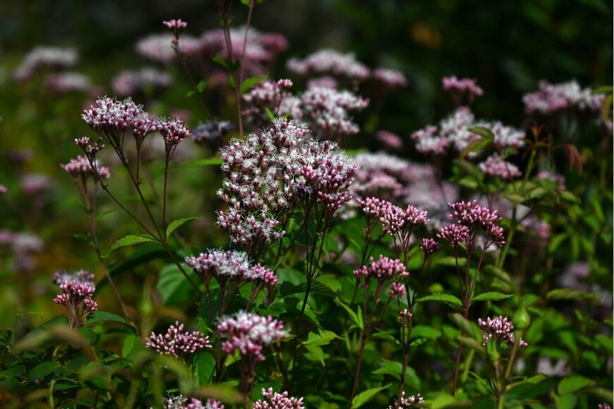 フジバカマの花