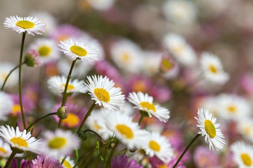 白やピンクの花を咲かせている、エリゲロン