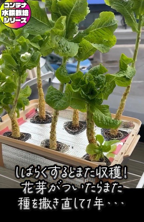 サンチュの水耕栽培、花芽がつくまで収穫