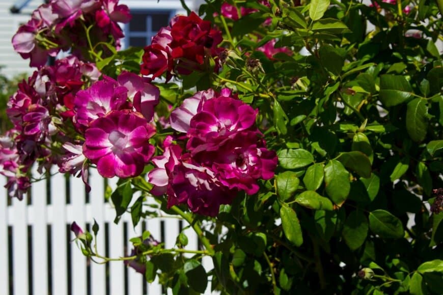 赤紫色の花を咲かせている、バラ