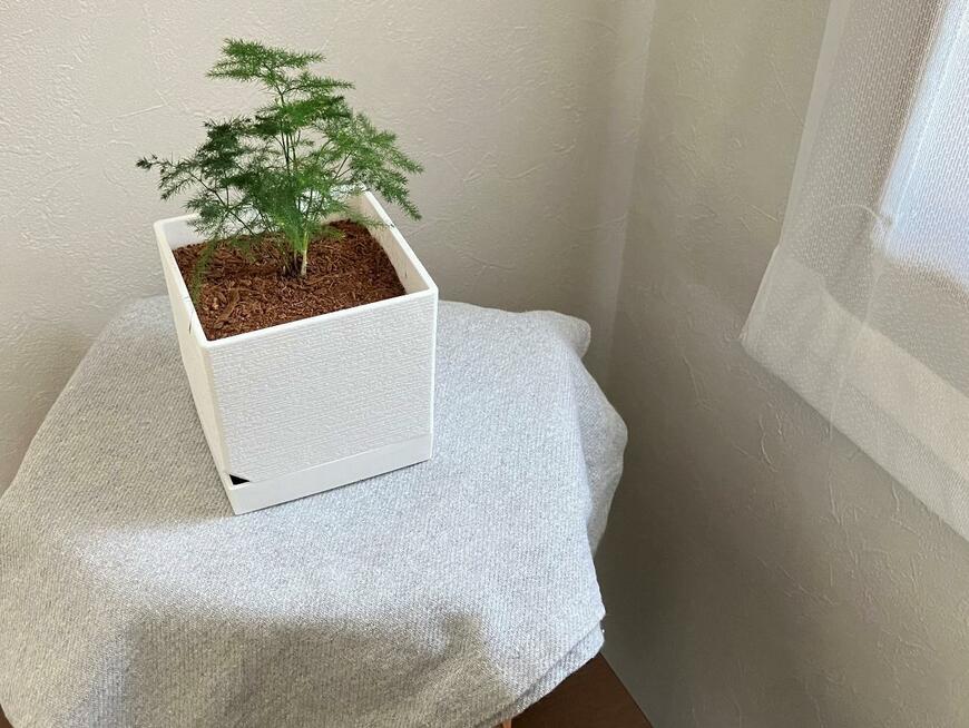 ミニ観葉キューブと観葉植物の土で春植えアスパラをお迎え