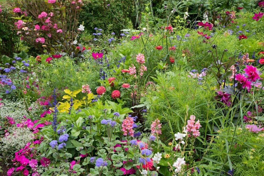 庭に色々な種類の花が植えられている。