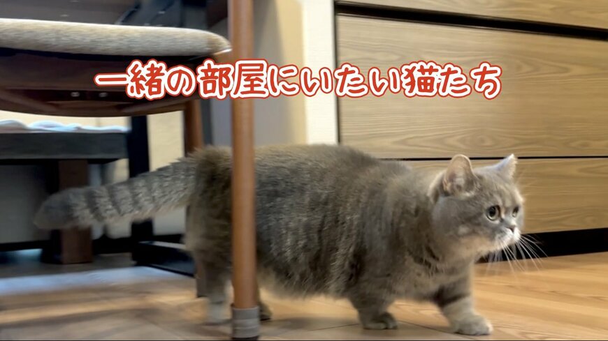 同居猫のひまりちゃん