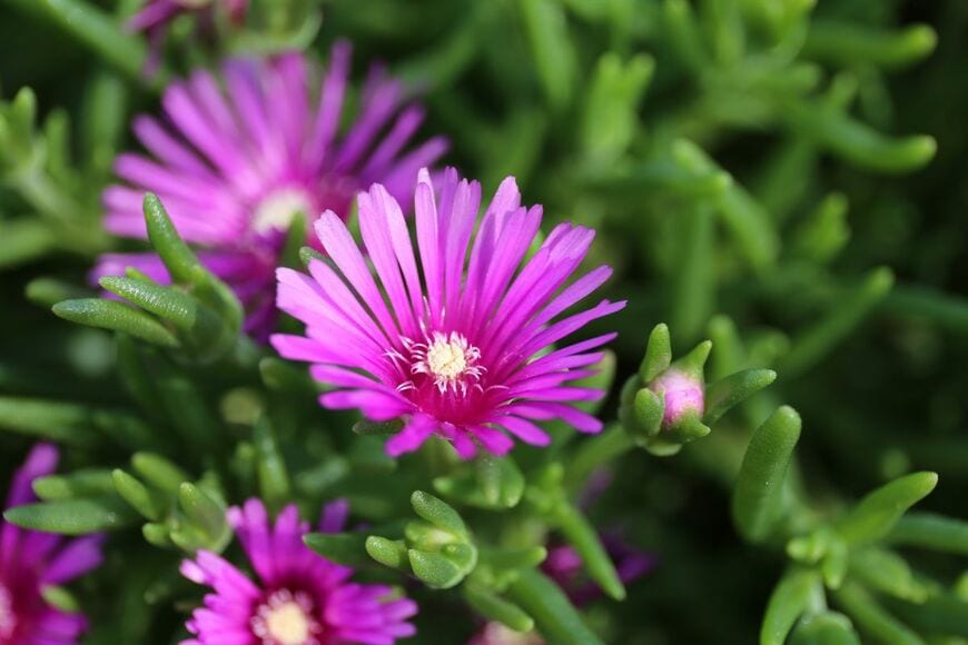 ピンクの花を咲かせている、マツバギク