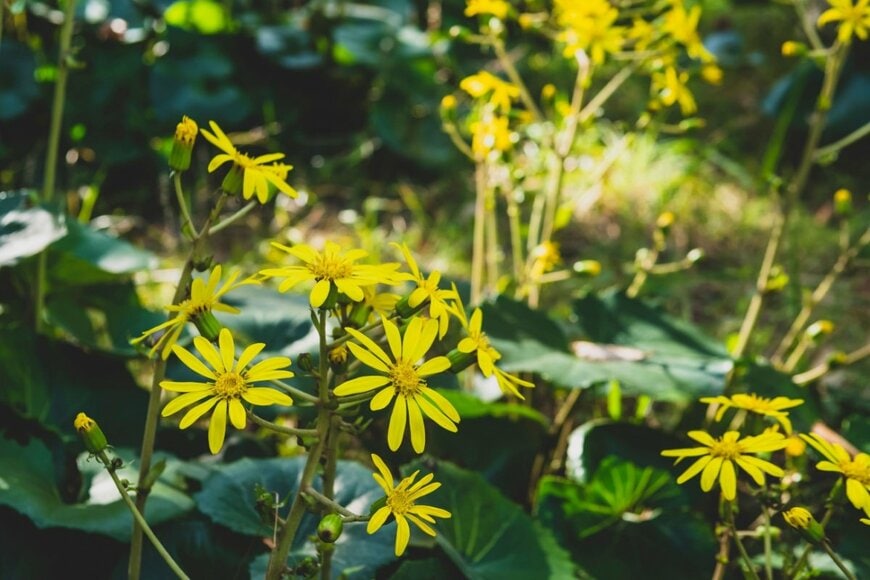 緑色の丸く大きな葉の上に、黄色の花を咲かせているツワブキ