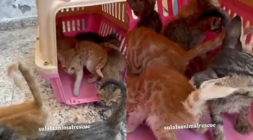 出所：<u><a href="https://www.instagram.com/p/DdANPW9ITp9/" target="_blank">@sulalaanimalrescue</a></u>